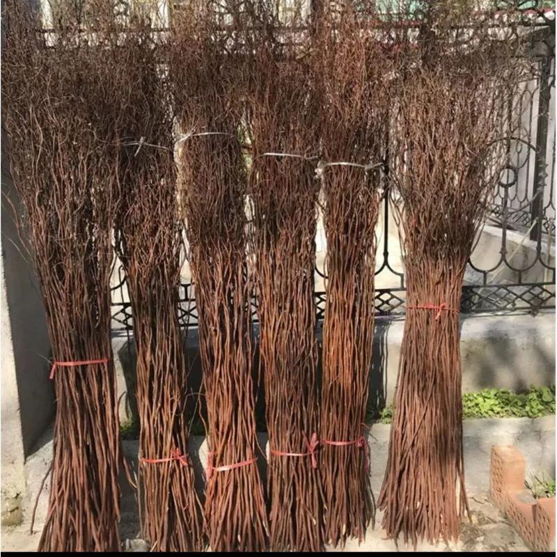 Bó 30 cành cây khô trang trí