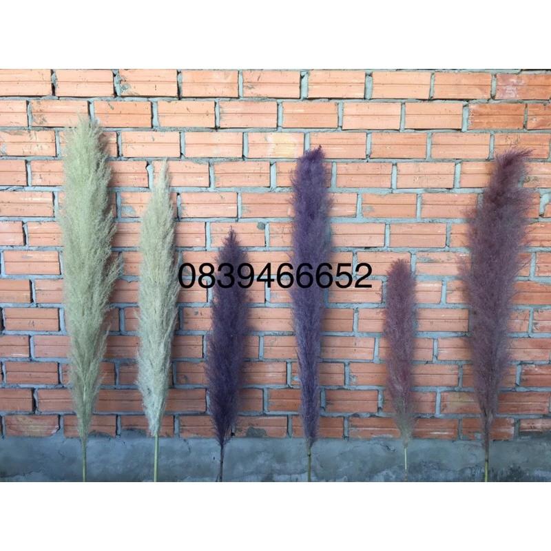 Cỏ lau nhập khẩu màu nhộm, cỏ lau trang trí