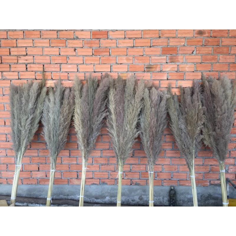 Cỏ lau nhập khẩu siêu to lồ cao 140cm hàng nhập khẩu trực tiếp