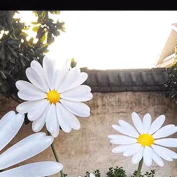 Hoa cúc Hoạ mi khổng lồ 60cm